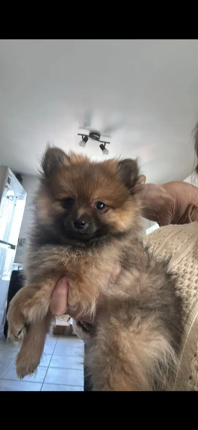 Pomeranian nain in Dogs & Puppies for Rehoming in Longueuil / South Shore - Image 6