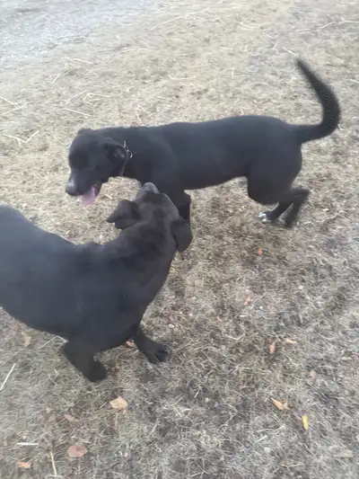 ** Ridgeback Puppies **, View more