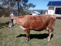 Jersey cow, 3 year old, first lactation (1 month in milk)