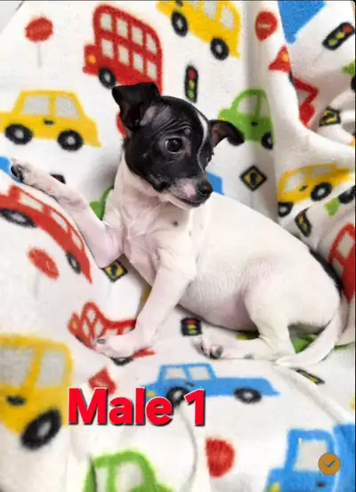 Chihuahua (3/4) cross with Yorkie (1/4), View more