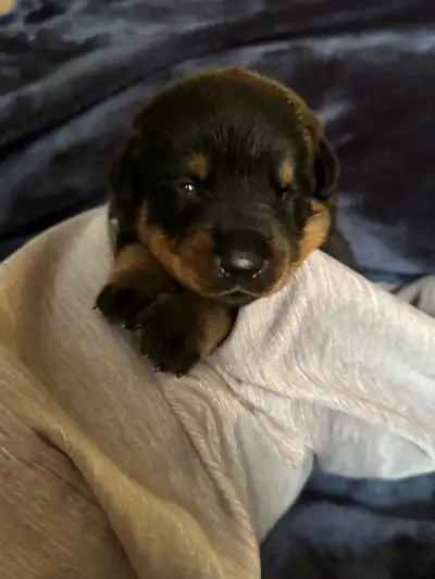 Beautiful Homeraised Rottweiler Puppies 6 Males & 3 Females Available Born May 12, 2025 Tails Docked...