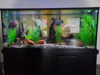 240 Gallon Aquarium