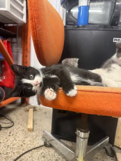 Kitten - good home wanted! , View more