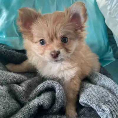 Chiots pomchi prêt à trouver leur nouvelle maison Maman pomenarien Papa chihuahua Photo 1 (femelle)...
