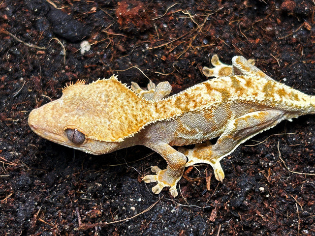 Lilly White Crested Geckos in Reptiles & Amphibians for Rehoming in City of Halifax - Image 3