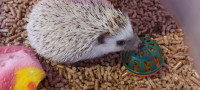 African Pigmy Hedgehog for sale. 300.00
