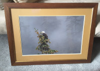 Beautiful 32" X 24 1/2"  Eagle Picture in a Glass Frame