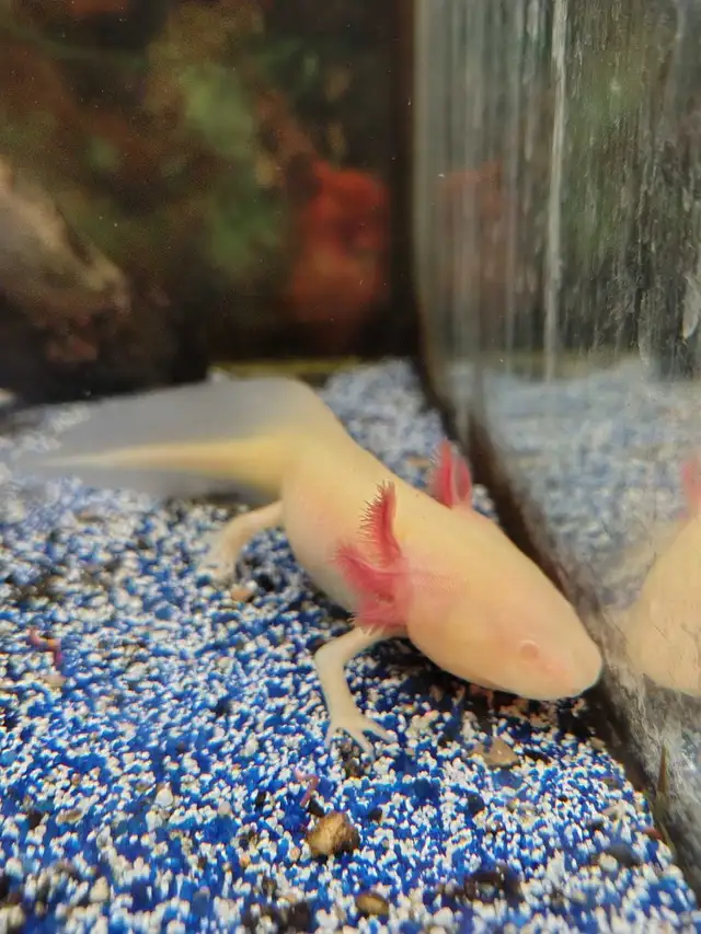 baby axolotls in Reptiles & Amphibians for Rehoming in Kawartha Lakes - Image 2