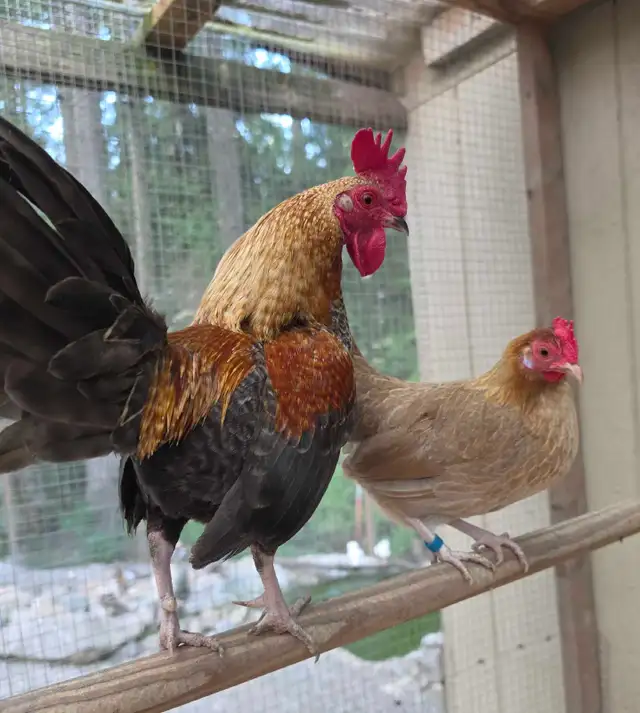 Birds in Sooke in Livestock in Victoria - Image 3