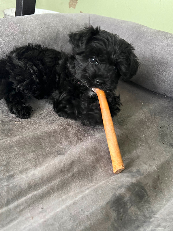 Yorkipoo puppy in Dogs & Puppies for Rehoming in Kelowna - Image 2