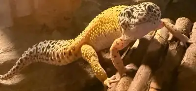 Looking to rehome my 2 and a half year old Leopard Gecko to a good home ! Nice to handle very friend...