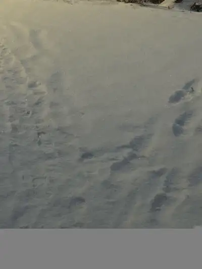 snow removal monthly or each time  5875664322, View more