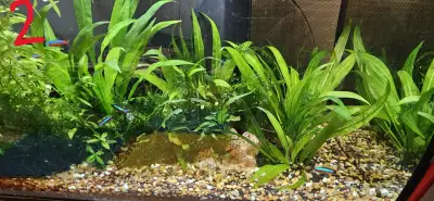 Aquarium plants, View more