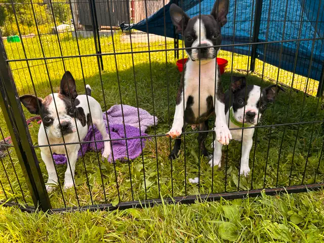 READY ( Boston terrier ) in Dogs & Puppies for Rehoming in Ottawa - Image 4