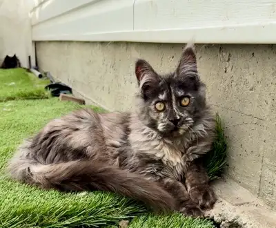 CCA Maine Coon Kittens: Ready Now & June Reservation, View more