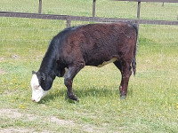 Holstein Hereford heifer 