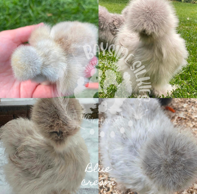 SOLD Fluffy & quality purebred bantam Silkie  chicks in Livestock in Barrie - Image 2