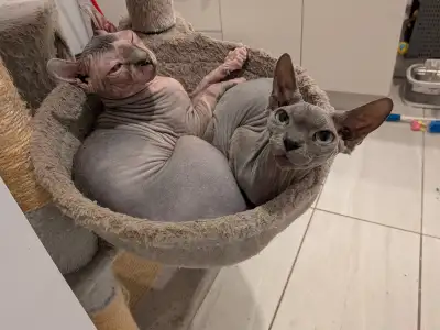 Sphynx femelle, View more
