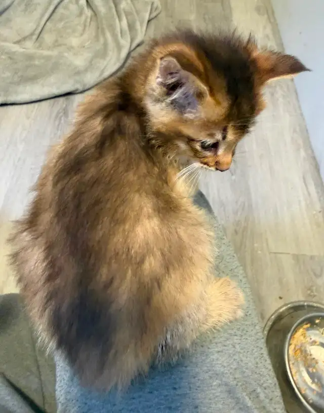 JUNGLE CURL et jungle bob F3 et Chausie F2 in Cats & Kittens for Rehoming in Gatineau - Image 4