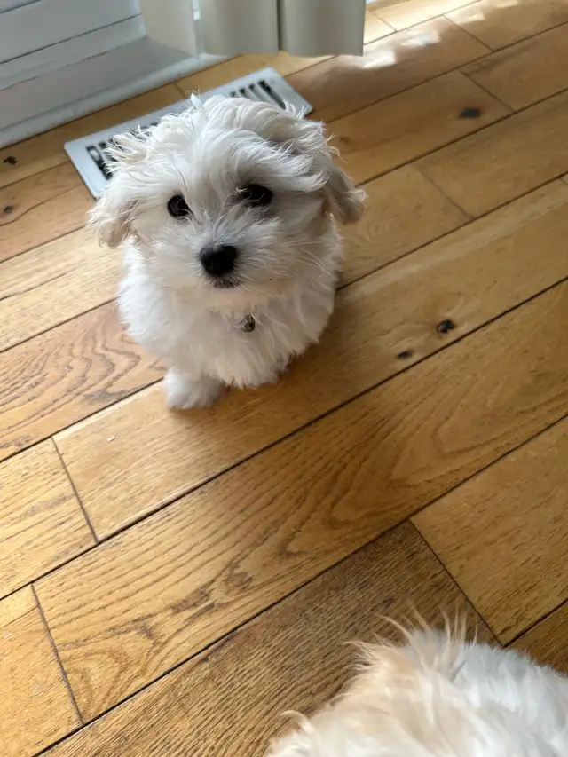 Bichon mix puppies in Dogs & Puppies for Rehoming in Laval / North Shore - Image 4