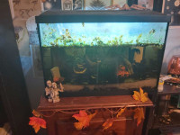 20 gallon fish tank fully planted comes with everything includin