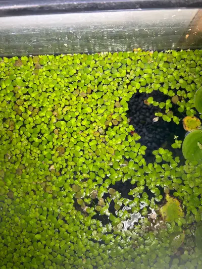 Floating Aquarium DuckWeed / Healthy Salvinia, View more