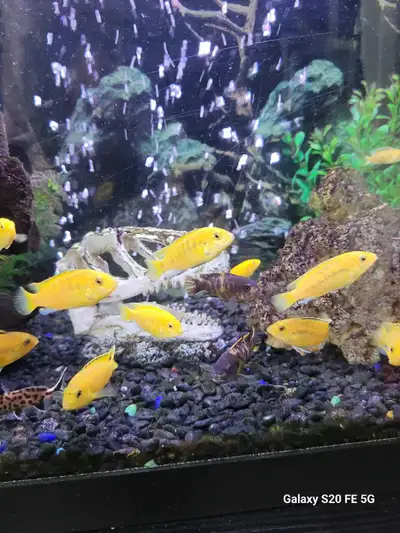 African Cichlids, View more