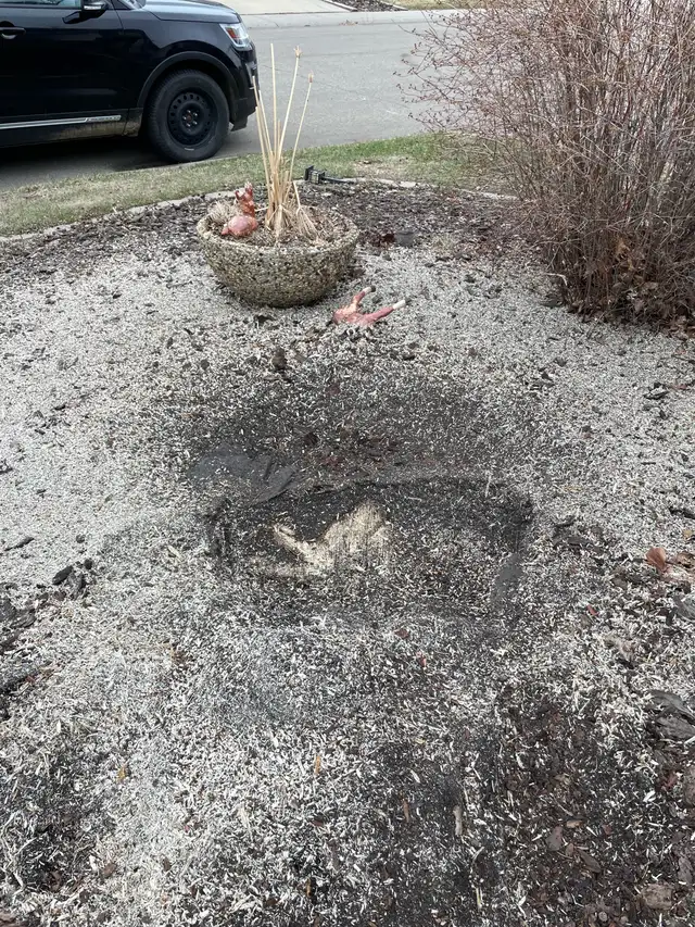 STUMP Grinding & TREE Removal – BOOK NOW - Best Price!62863711333761124