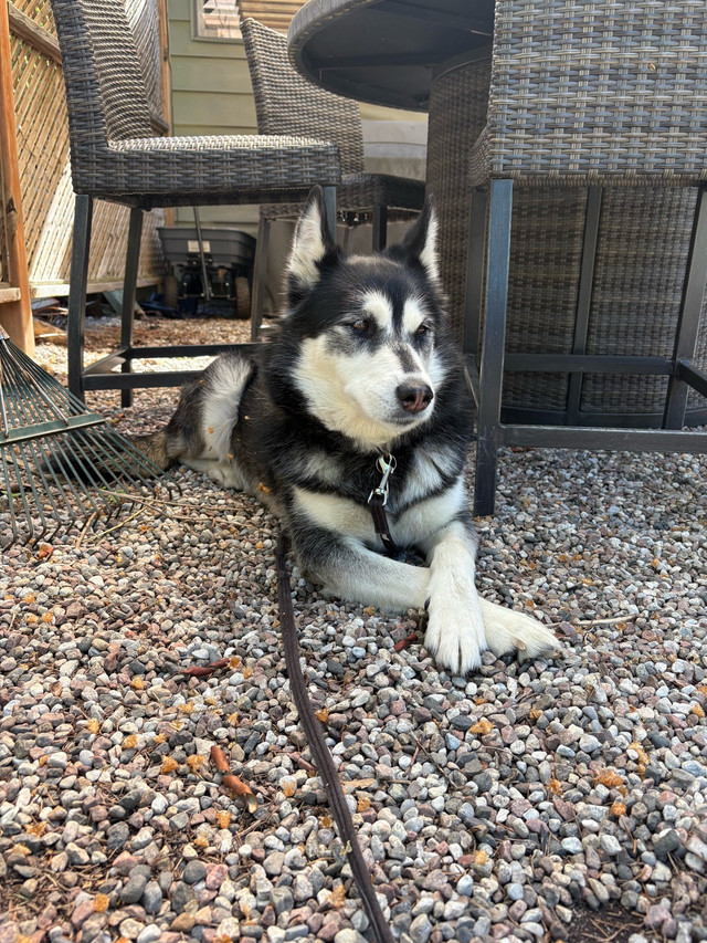 Husky - female for adoption dans Chiens et chiots à adopter  à Ville de Montréal - Image 3