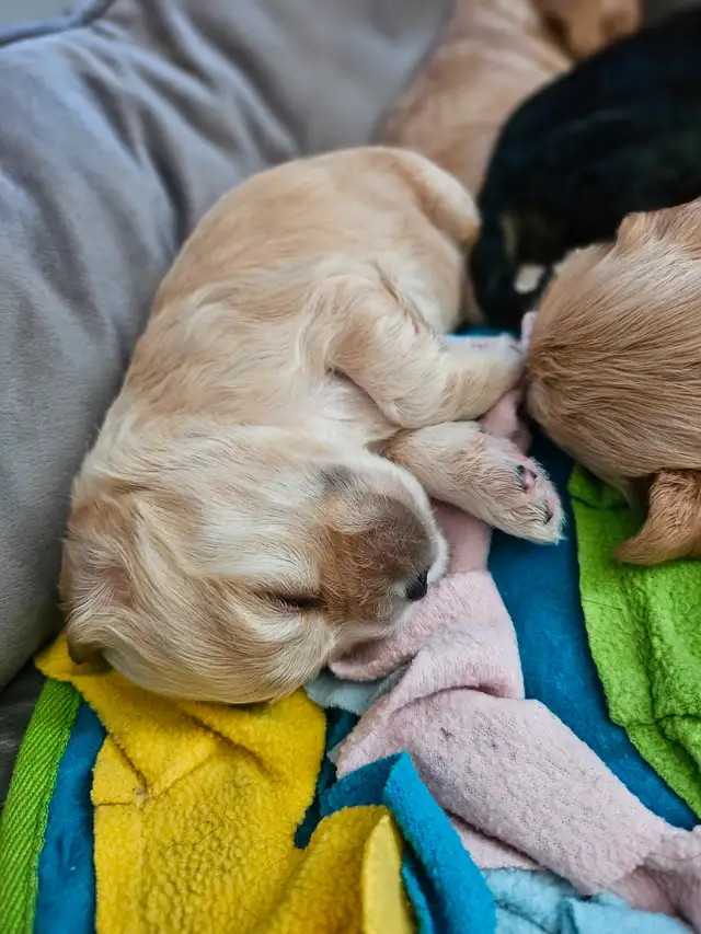 Canadian Cocker Spaniel Purebreed Puppies for RESERVATION!!!!! in Dogs & Puppies for Rehoming in St. Catharines - Image 9