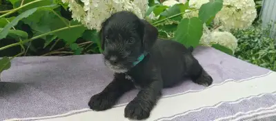 Miniature Schnauzer Puppies, View more