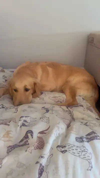 Golden retriever, View more