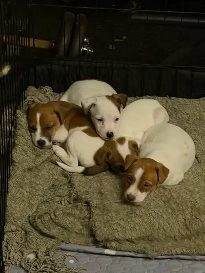 Jack Russell puppies, View more