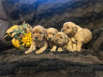 Mini Golden Retriever Cross Puppies, View more
