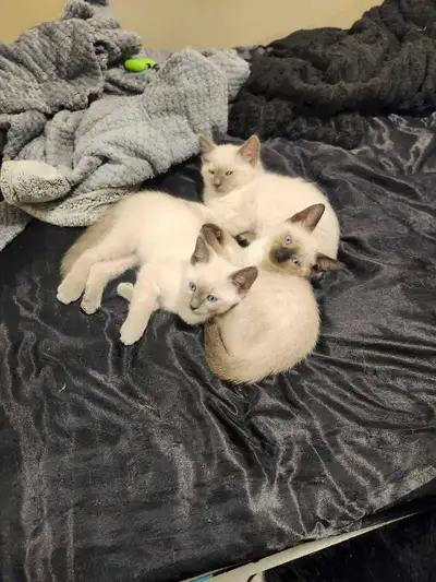3 Siamese kittens, View more