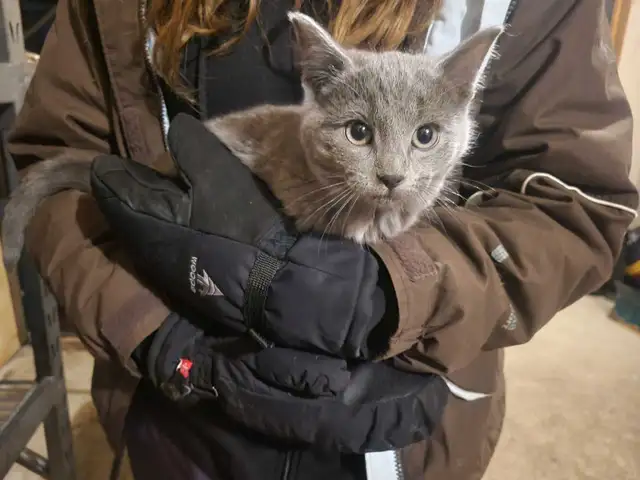 Kittens & Mousers in Cats & Kittens for Rehoming in St. Albert - Image 2