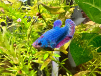 Young Bettas for Sale