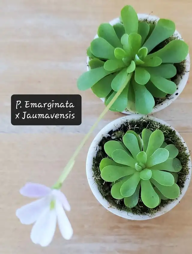 Pinguicula Emarginata x Jaumavensis butterwort carnivorous plant in Plants, Fertilizer & Soil in City of Toronto - Image 3