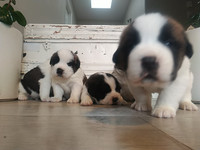 Beautiful ST. BERNARD PUPPIES!!!   Special EASTER Price!!