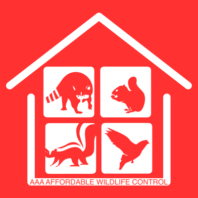 Affordable Raccoon Removal Brampton Cost. - (416) 560-8972 - - Repairs service - Transparent breakdo...