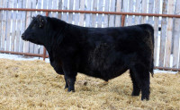 Black Angus bulls for sale--Private treaty, Beausejour MB 