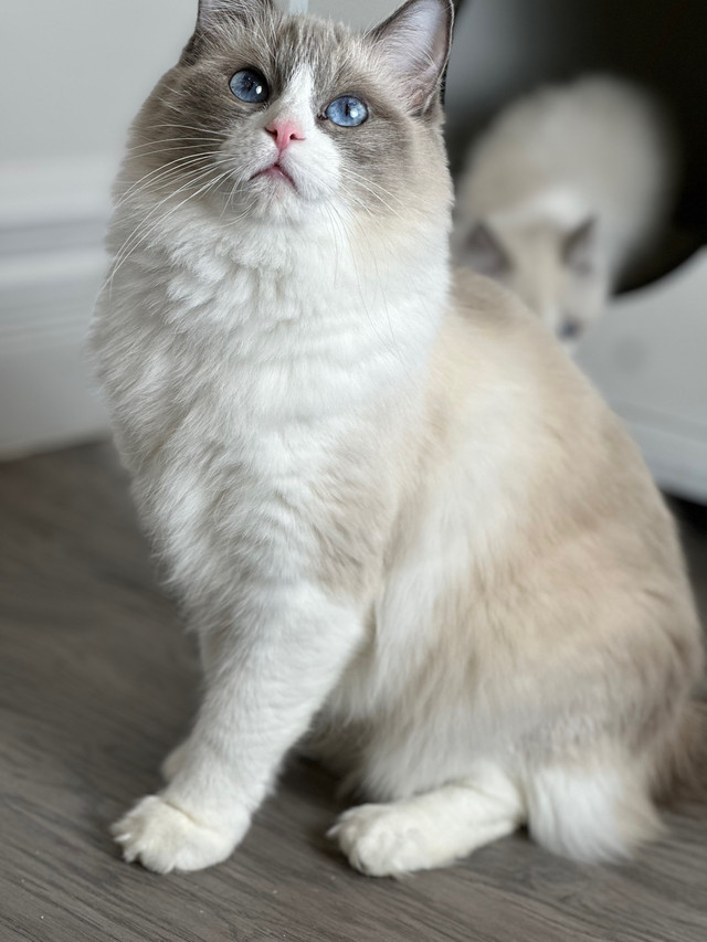 Ragdoll female- beautiful purebred TICA registered-PRICE DROP  dans Chats et chatons à adopter  à Ville de Montréal - Image 4