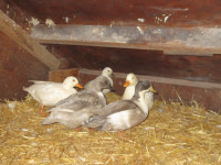 Price Reduced! Call Duck Hatching Eggs