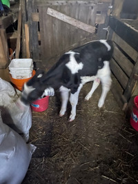5 week old Heifer calf