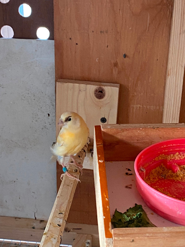 I have some young canary 3 month old very heathy in Birds for Rehoming in Woodstock - Image 3