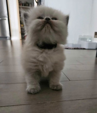 1 kitten left ragdoll/Persian 