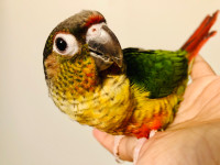 Beautiful Handfed Conure Babies 