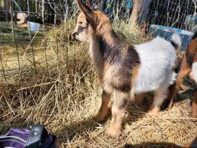Cookie, Nigerian dwarf doeling. $200 Fudge, 3/4 Nigerian 1/4 nubian buckling. $250 Toffee, Nigerian...