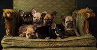 Health Tested French Bulldog Puppies