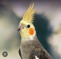 Wanted - Hand tamed Male Cockatiel 